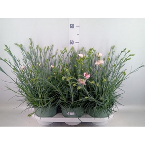 Dianthus   ...