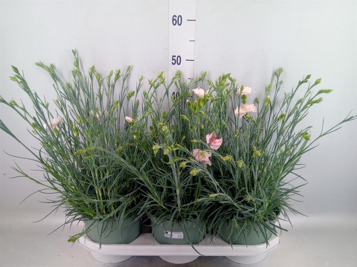 <h4>Dianthus   ...</h4>