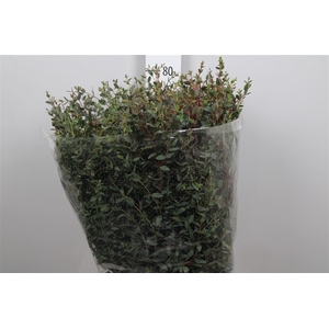Euca Parvifolia Per Bunch 400 Gram Extra