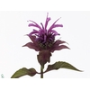 MONARDA PURPLE PRINC
