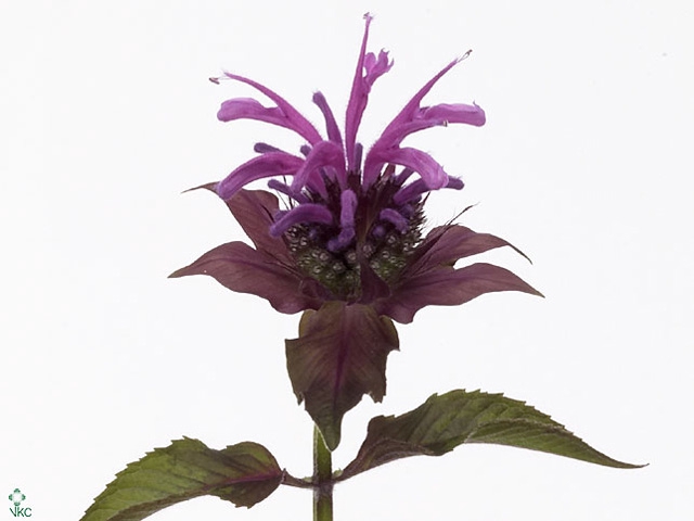 MONARDA PURPLE PRINC
