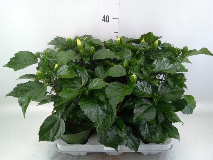 <h4>Hibiscus rosa-sin. 'Adonis'</h4>