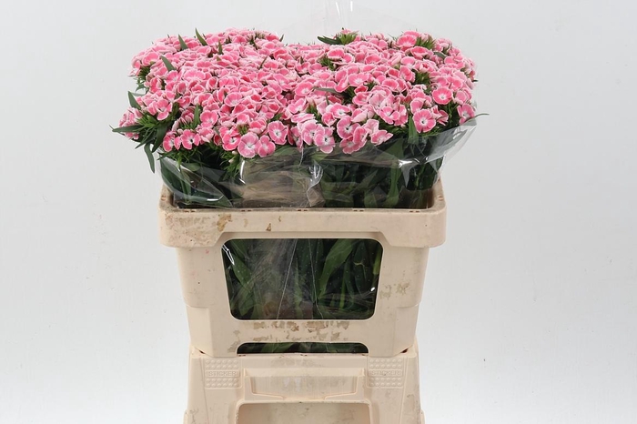 <h4>Di Barb Lindo</h4>