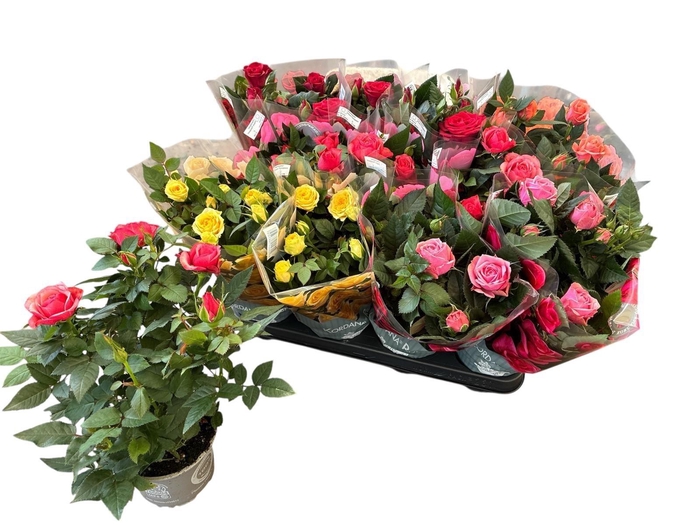 <h4>RO KORDANA GEM 5 SRT</h4>