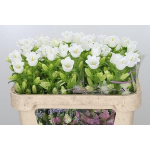 Campanula medium 'Champion White'