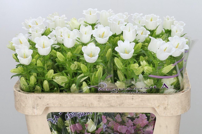 <h4>Campanula medium 'Champion White'</h4>