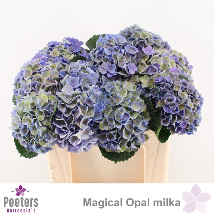 <h4>HYDR M MAG OPAL</h4>
