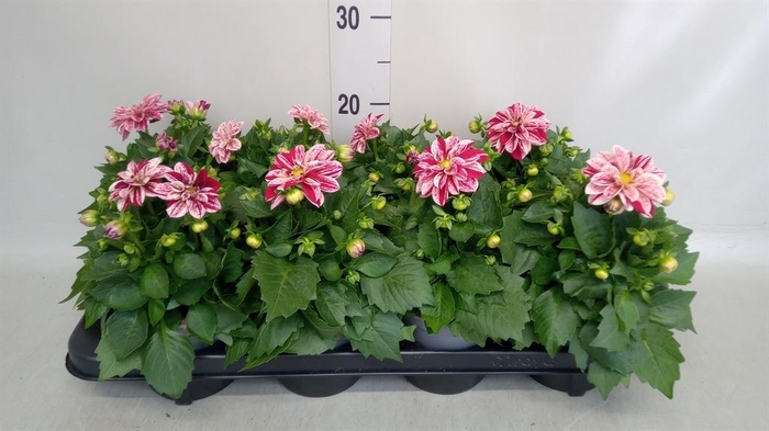 <h4>Dahlia   ...</h4>