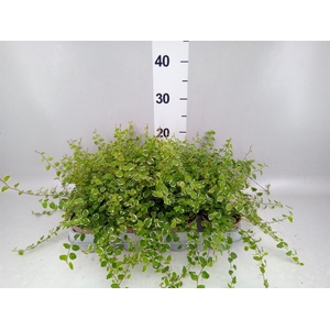 Ficus pumila 'White Sunny'