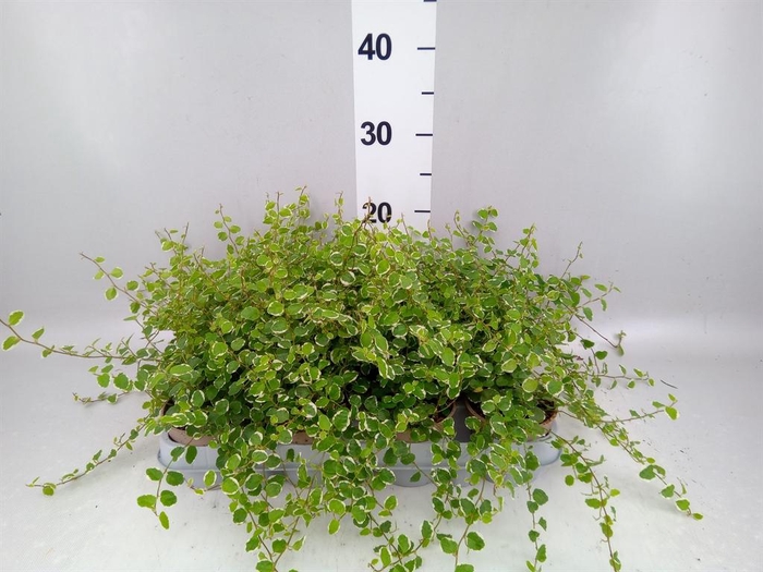 <h4>Ficus pumila 'White Sunny'</h4>