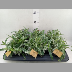 Murdannia loriformis 'Bright Star'