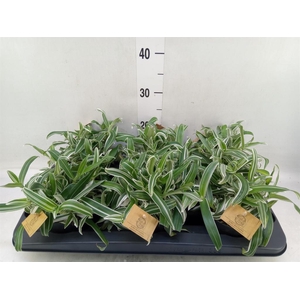 Murdannia loriformis 'Bright Star'