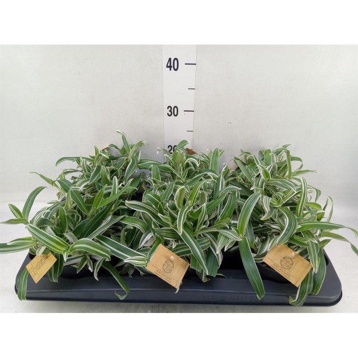 <h4>Murdannia loriformis 'Bright Star'</h4>