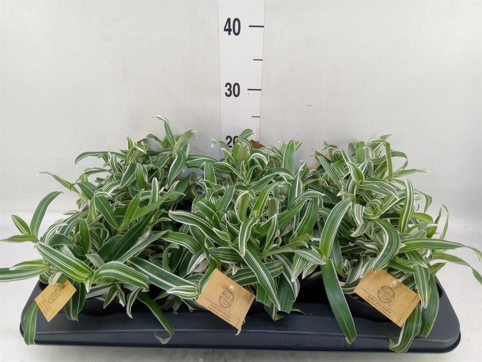 <h4>Murdannia loriformis 'Bright Star'</h4>