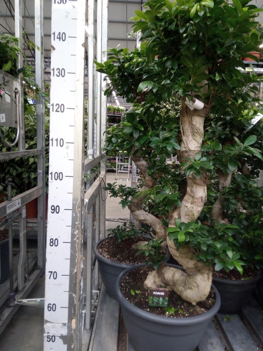 <h4>Ficus microcarpa 'Ginseng'</h4>