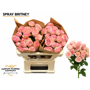 Rosa Spray Britney