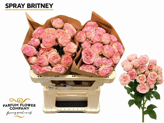 <h4>Rosa Spray Britney</h4>