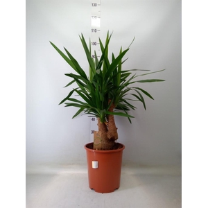 Yucca elephantipes   ...