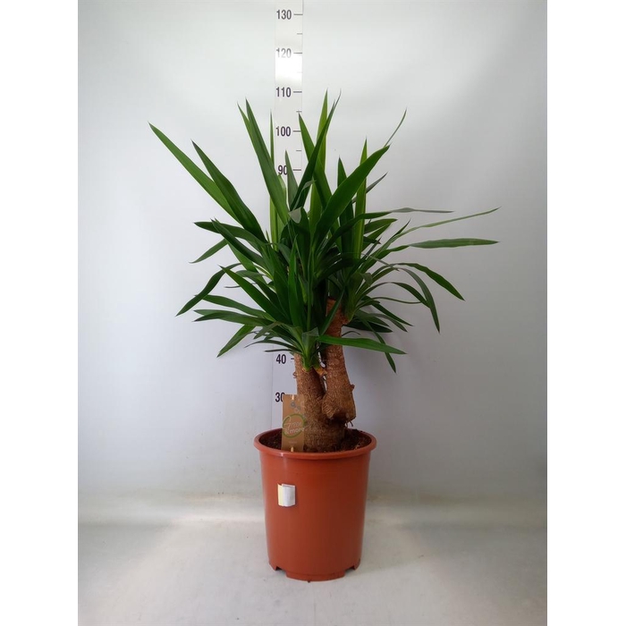 <h4>Yucca elephantipes   ...</h4>