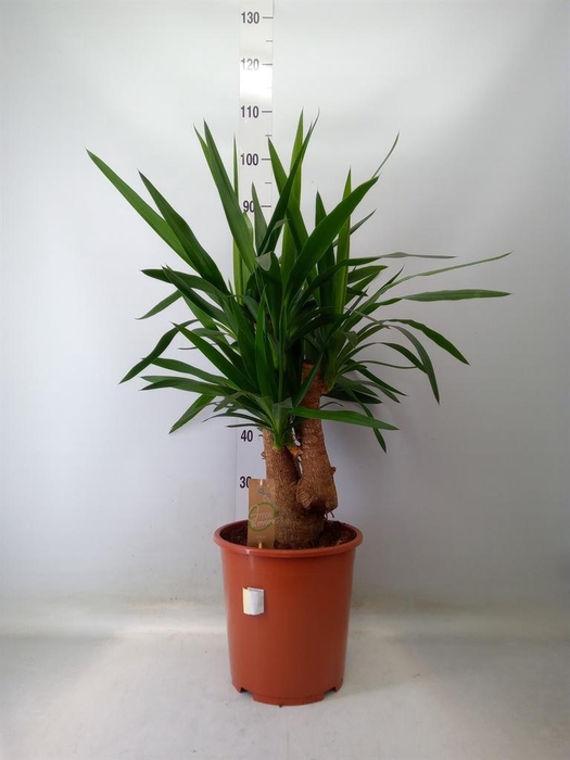 <h4>Yucca elephantipes   ...</h4>