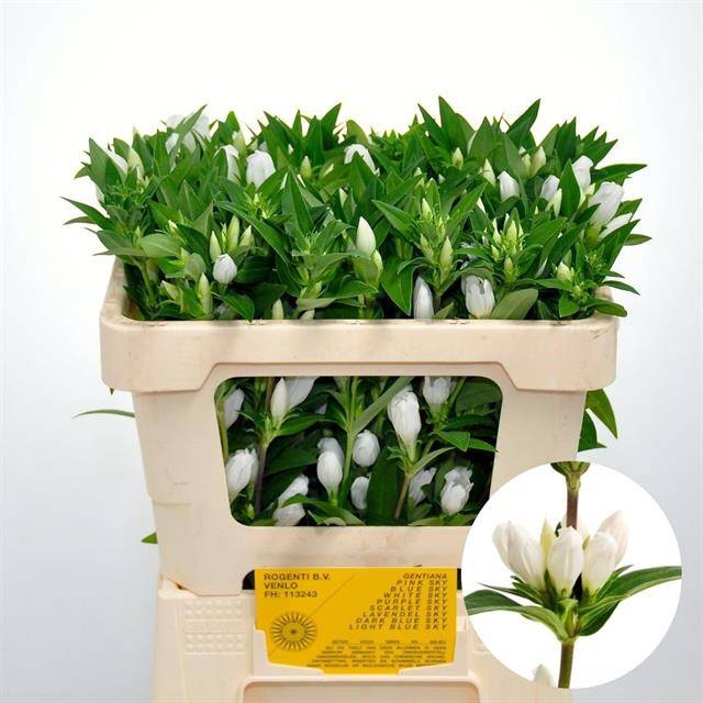 <h4>Genti White Sky</h4>