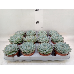Echeveria   ...