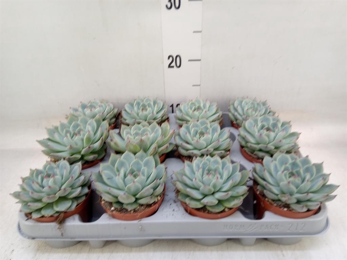 <h4>Echeveria   ...</h4>