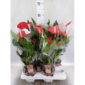 Anthurium andr. 'Felicita'