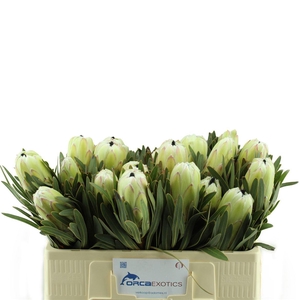 Protea White Night