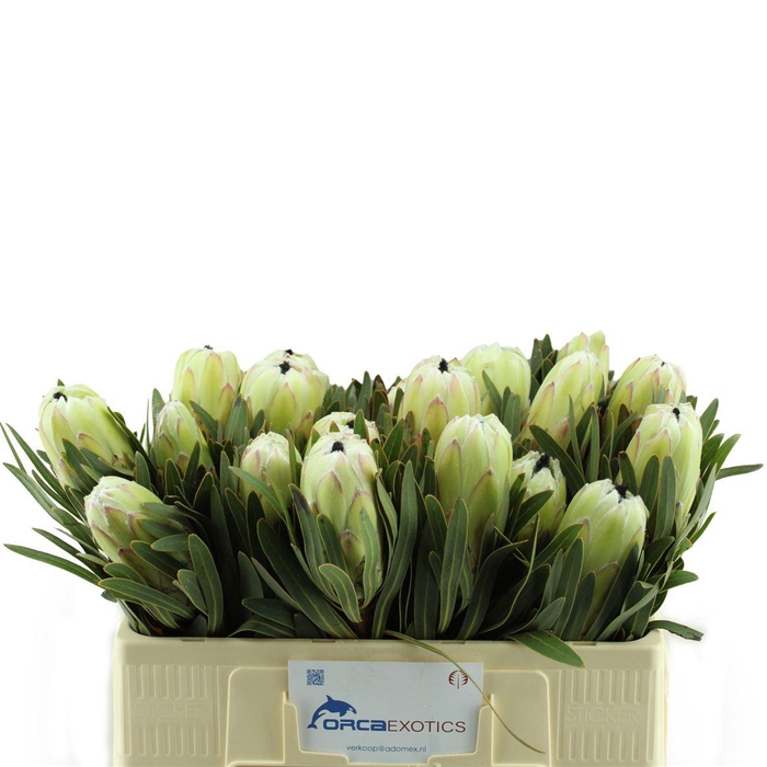 <h4>Protea White Night</h4>