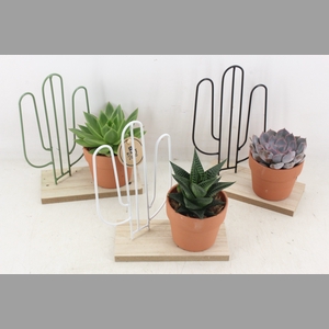 arr2 PL - Plank met cactus ech.