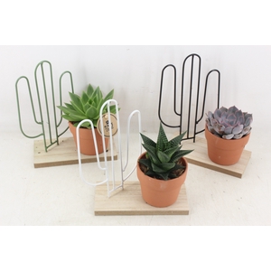 arr2 PL - Plank met cactus ech.