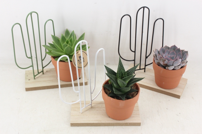 <h4>arr2 PL - Plank met cactus ech.</h4>