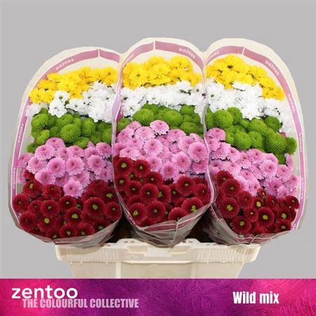 <h4>Chr S Wild Mix</h4>