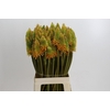 Kniphofia Eycone Peach