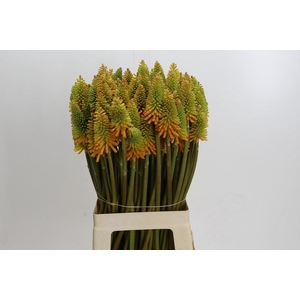 Kniphofia Eycone Peach