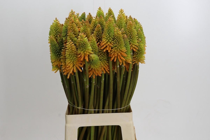 <h4>Kniphofia Eycone Peach</h4>