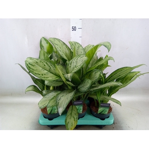 Aglaonema   ...mix