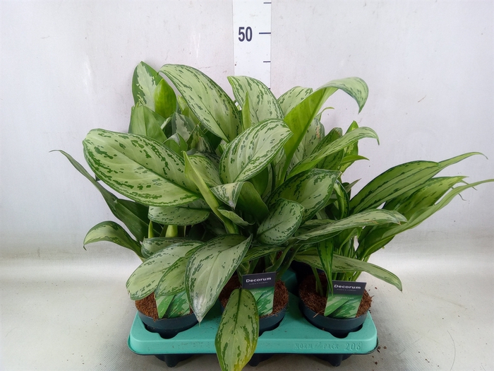 <h4>Aglaonema   ...mix</h4>