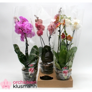 PHAL GEM