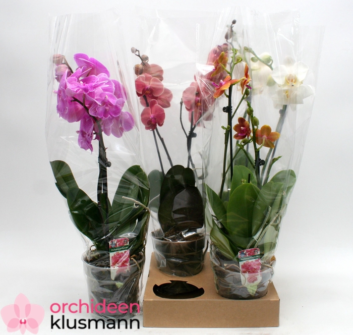 <h4>PHAL GEM</h4>
