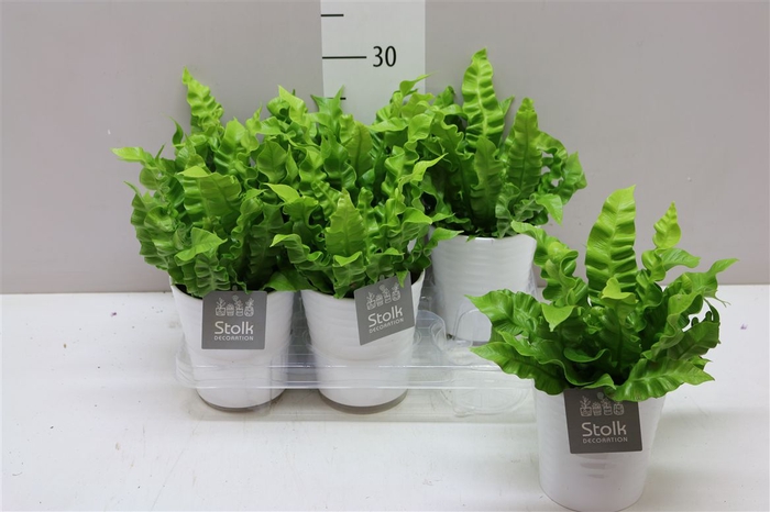 <h4>Asplenium Crispy Wave Wit Keramiek</h4>