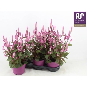 CEL WILD PINK
