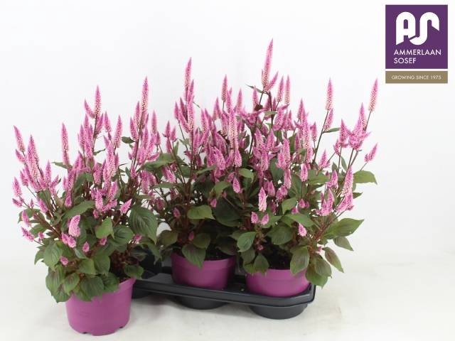 <h4>CEL WILD PINK</h4>