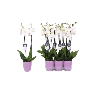 Phalaenopsis White World, 2-spike Lilac Ceramics