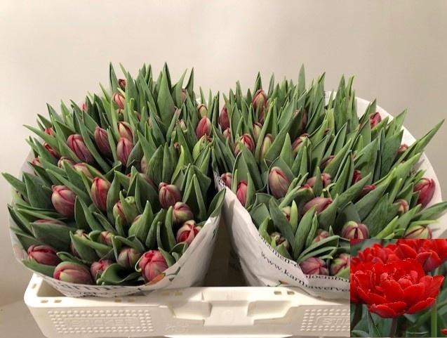 <h4>TU DU RED PRINCESS</h4>