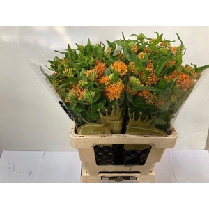 ASCL TUBEROSA