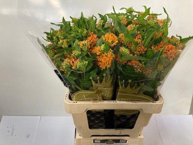 ASCL TUBEROSA