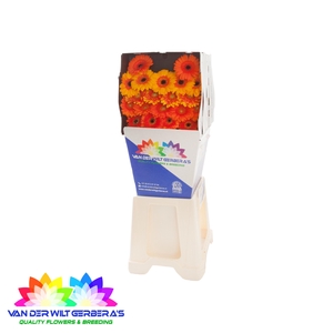 Germini mix Oranje Diamond