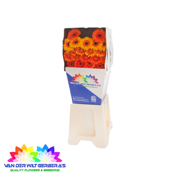 <h4>Germini mix Oranje Diamond</h4>